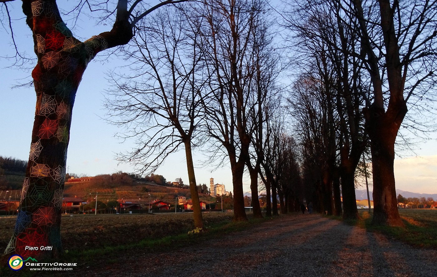 94 Il lungo viale alberato nella luce e nei colori del tramonto.JPG -                                